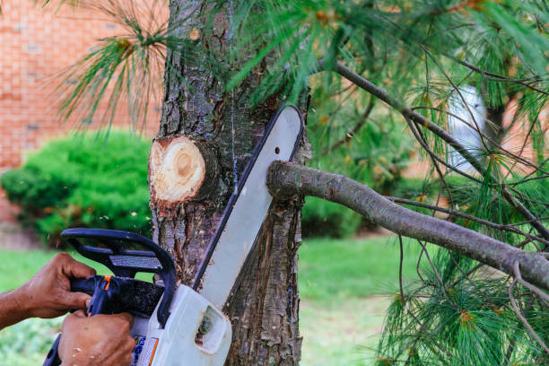 Best Tree Maintenance Programs  in Lmer Heights, PA